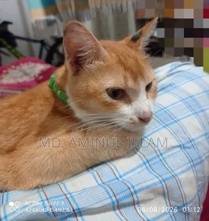 1+ Year Female Purebred Bengal