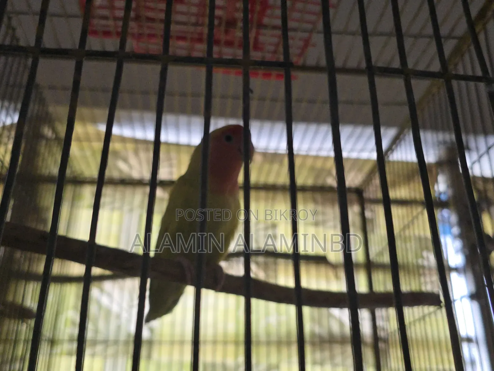 কিছু ভালো লাভ বার্ড পাখি বিক্রি করব