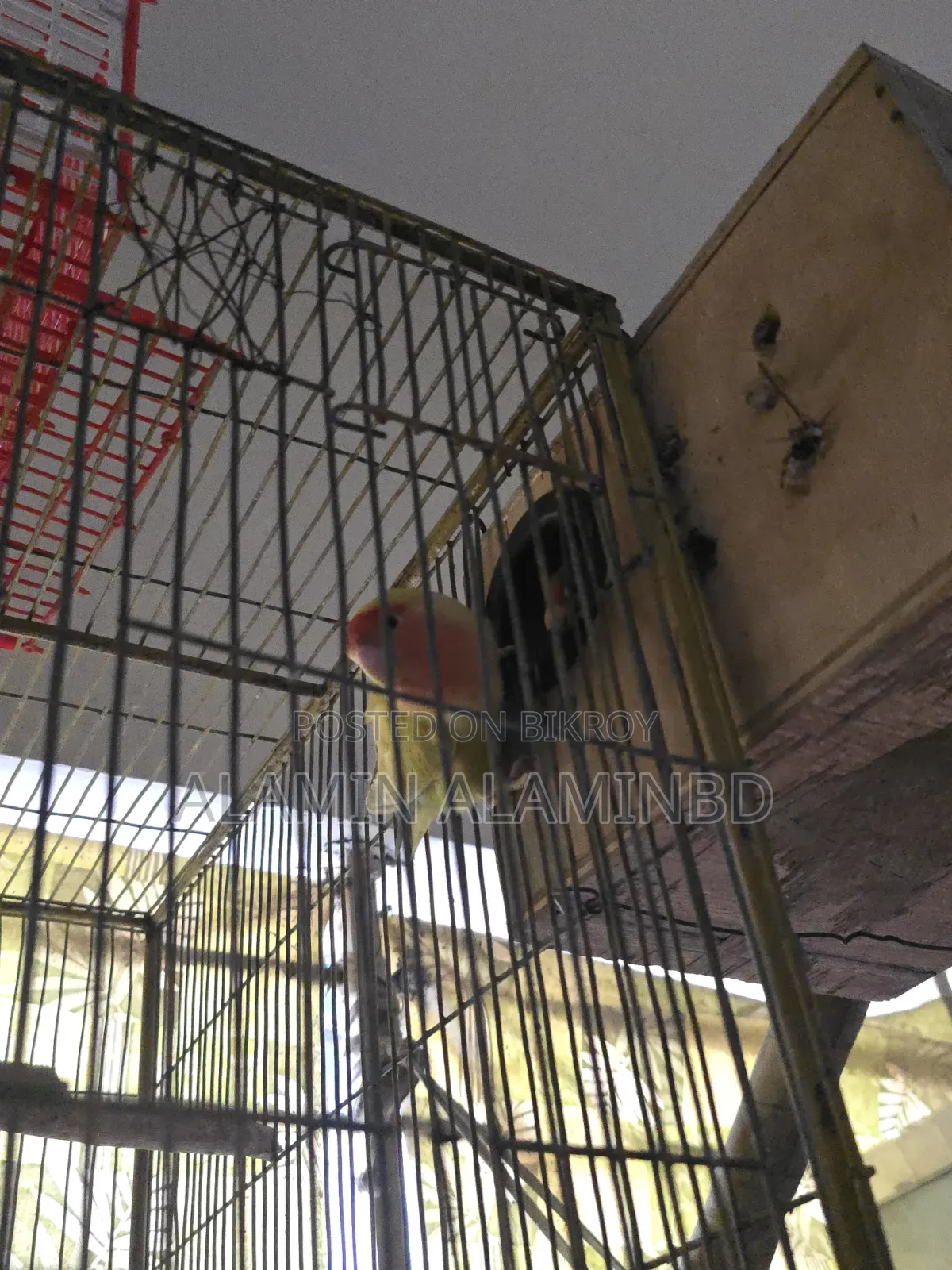 কিছু ভালো লাভ বার্ড পাখি বিক্রি করব