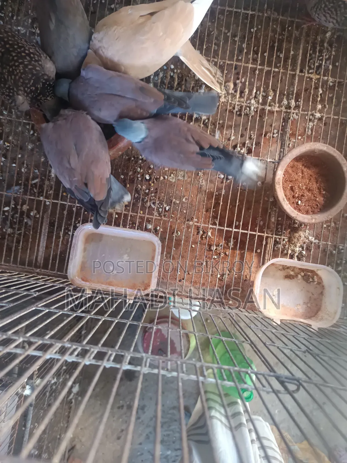 রাজ ঘুঘু সময় দিতে পারতাছি না এ কারণে বিক্রি করব
