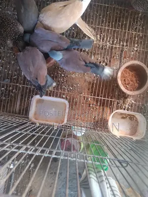 রাজ ঘুঘু সময় দিতে পারতাছি না এ কারণে বিক্রি করব