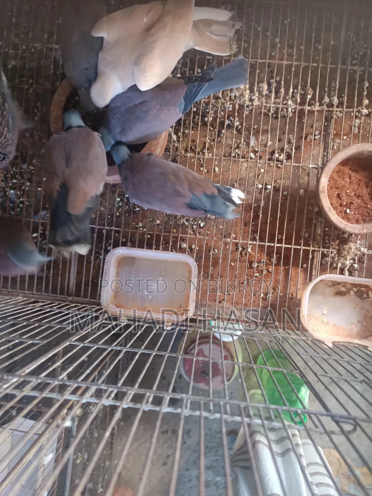 রাজ ঘুঘু সময় দিতে পারতাছি না এ কারণে বিক্রি করব