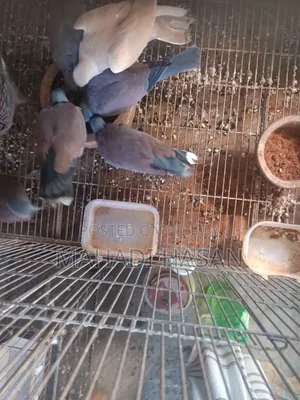 রাজ ঘুঘু সময় দিতে পারতাছি না এ কারণে বিক্রি করব