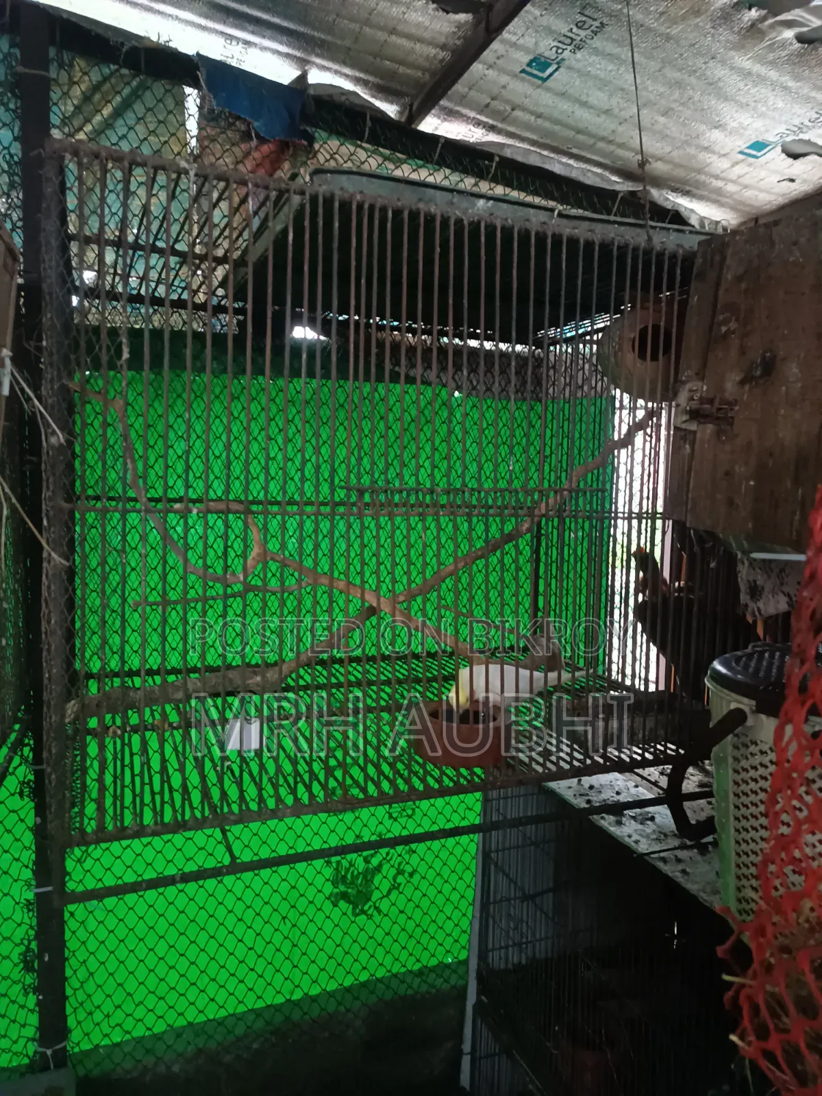 Cockatiel birds with cage