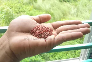 দেশি লাল আমন চাউল