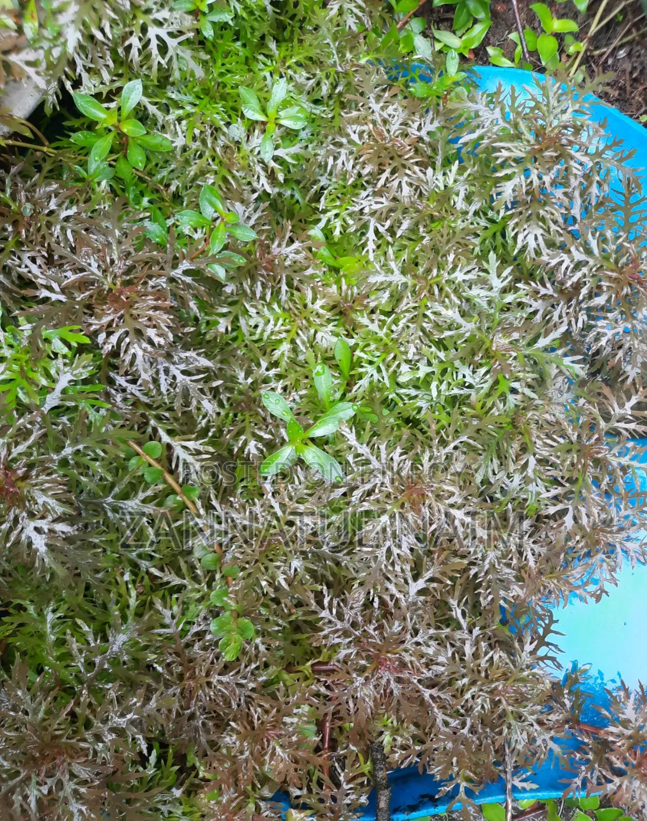 Dafformis Aquarium Plant