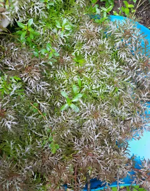 Dafformis Aquarium Plant