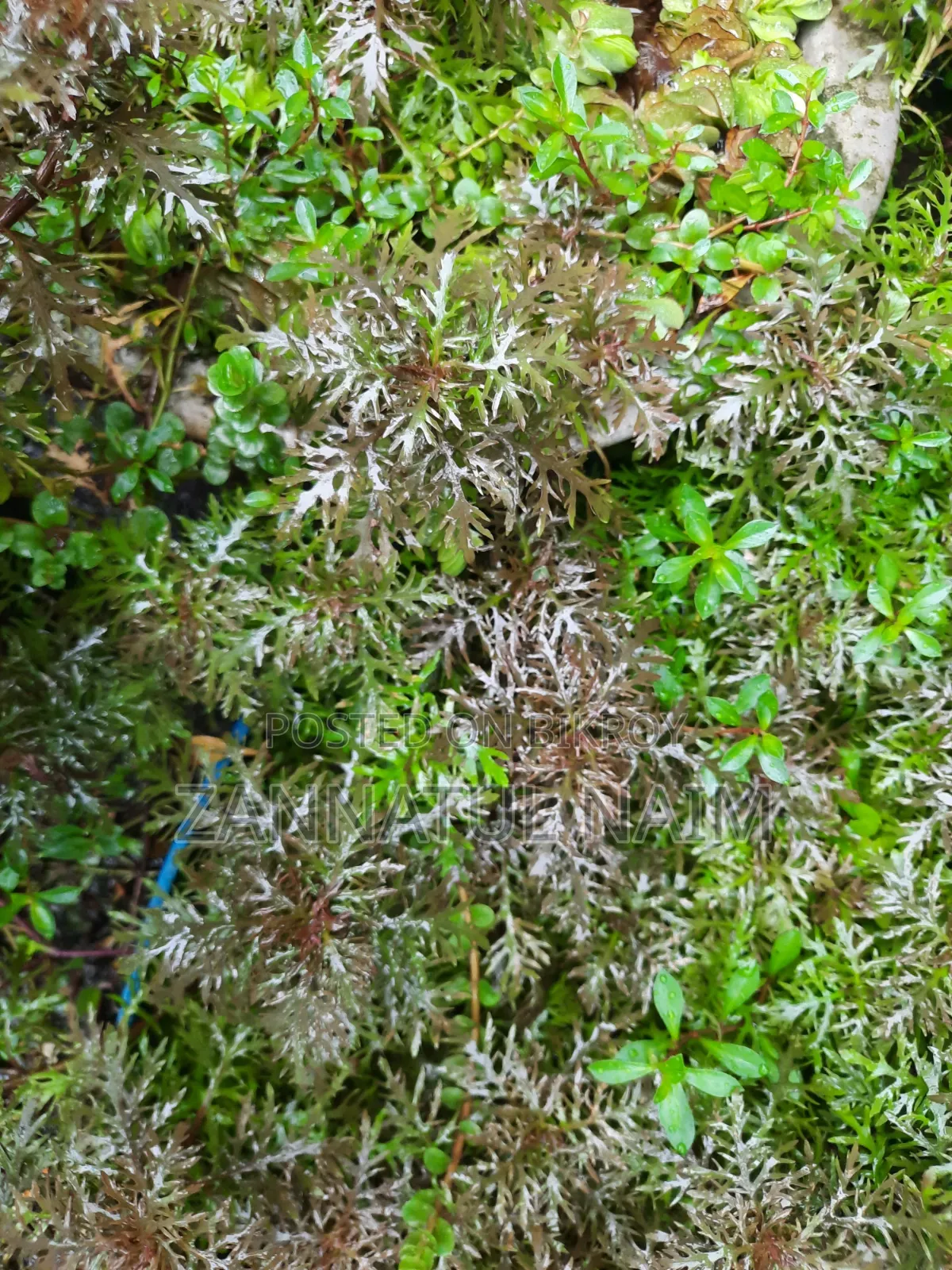 Dafformis Aquarium Plant