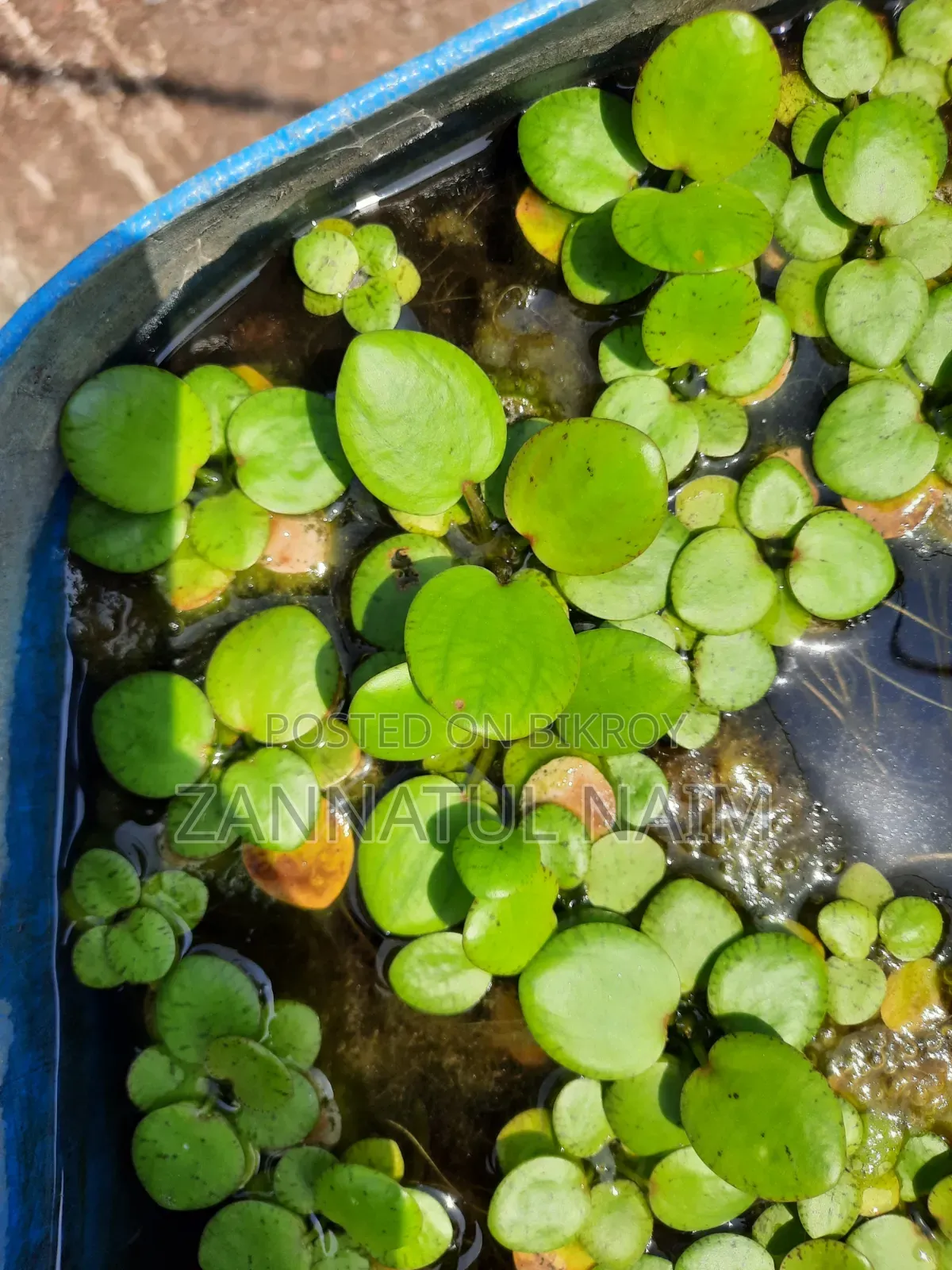 Dafformis Aquarium Plant