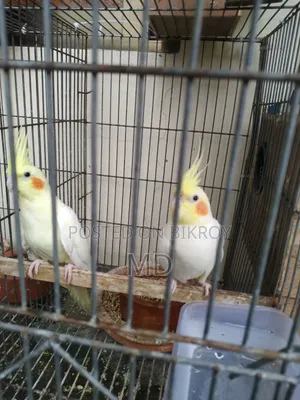 Cockatiel New Adult Pair Lutino Pearl