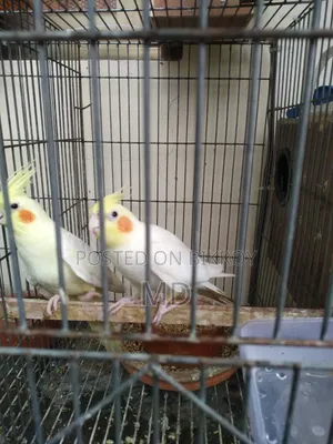 Cockatiel New Adult Pair Lutino Pearl