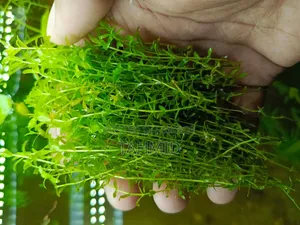 Plants for Aquarium