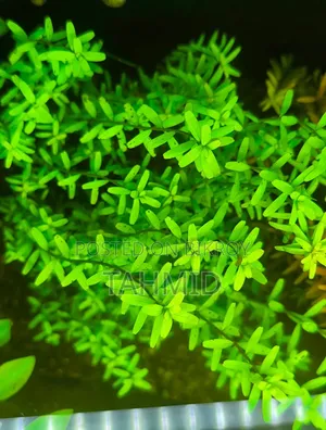 Plants for Aquarium