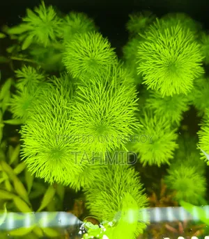 Plants for Aquarium