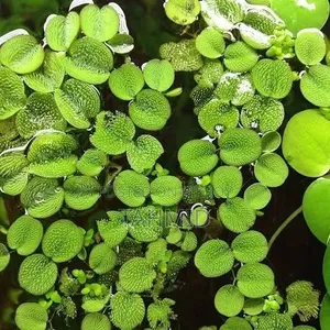 Plants for Aquarium