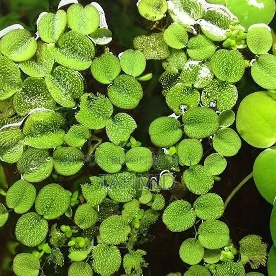 Plants for Aquarium