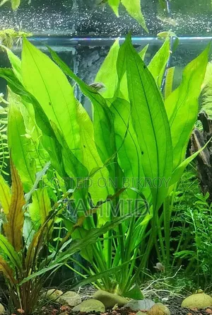 Plants for Aquarium