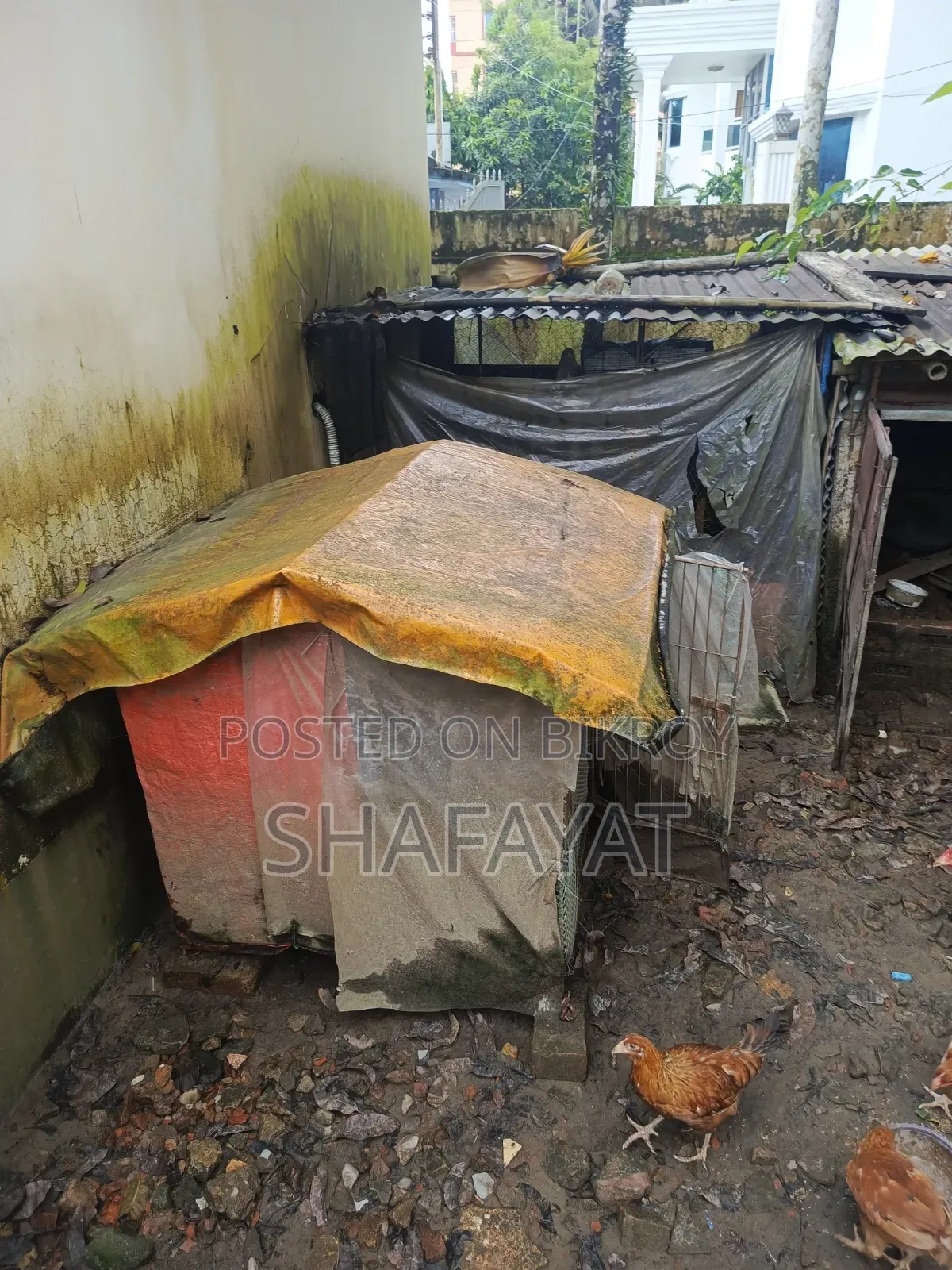 মোরগের ঘর খাঁচা