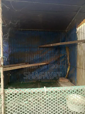 মোরগের ঘর খাঁচা