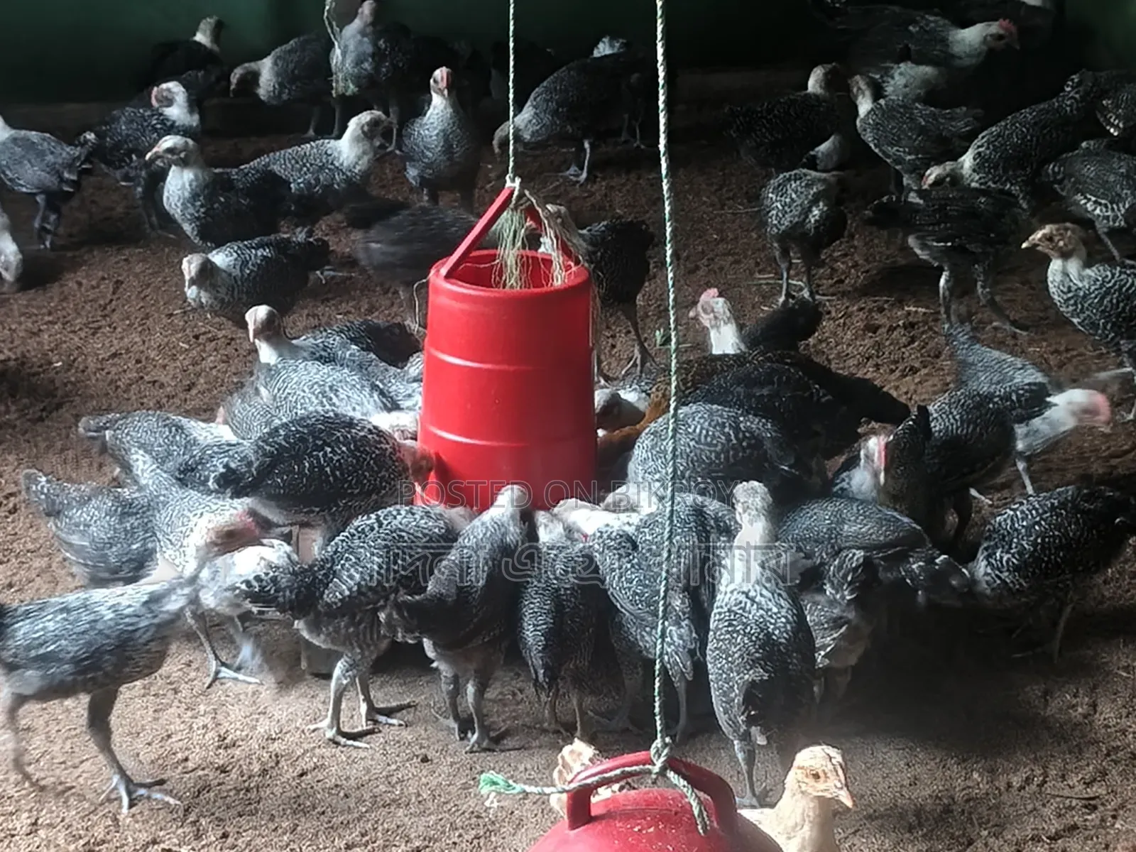 Alhamdulillah Fayoumi chickens are on sale