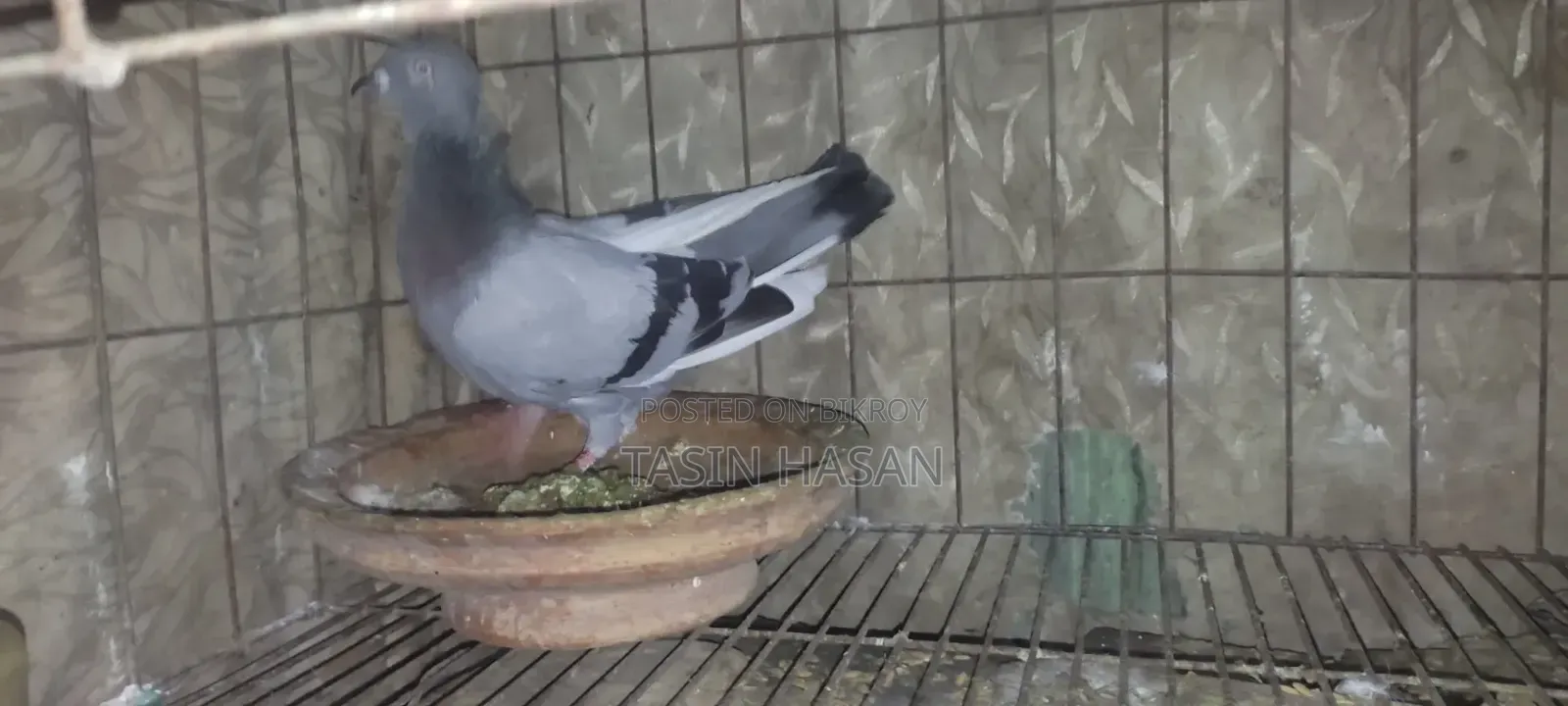 Running Pigeon