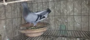 Running Pigeon