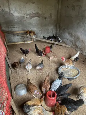 Murgi Sell Kora Hobe
