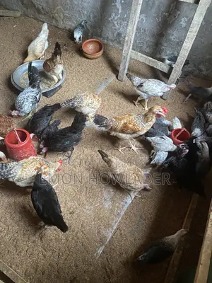 Murgi Sell Kora Hobe