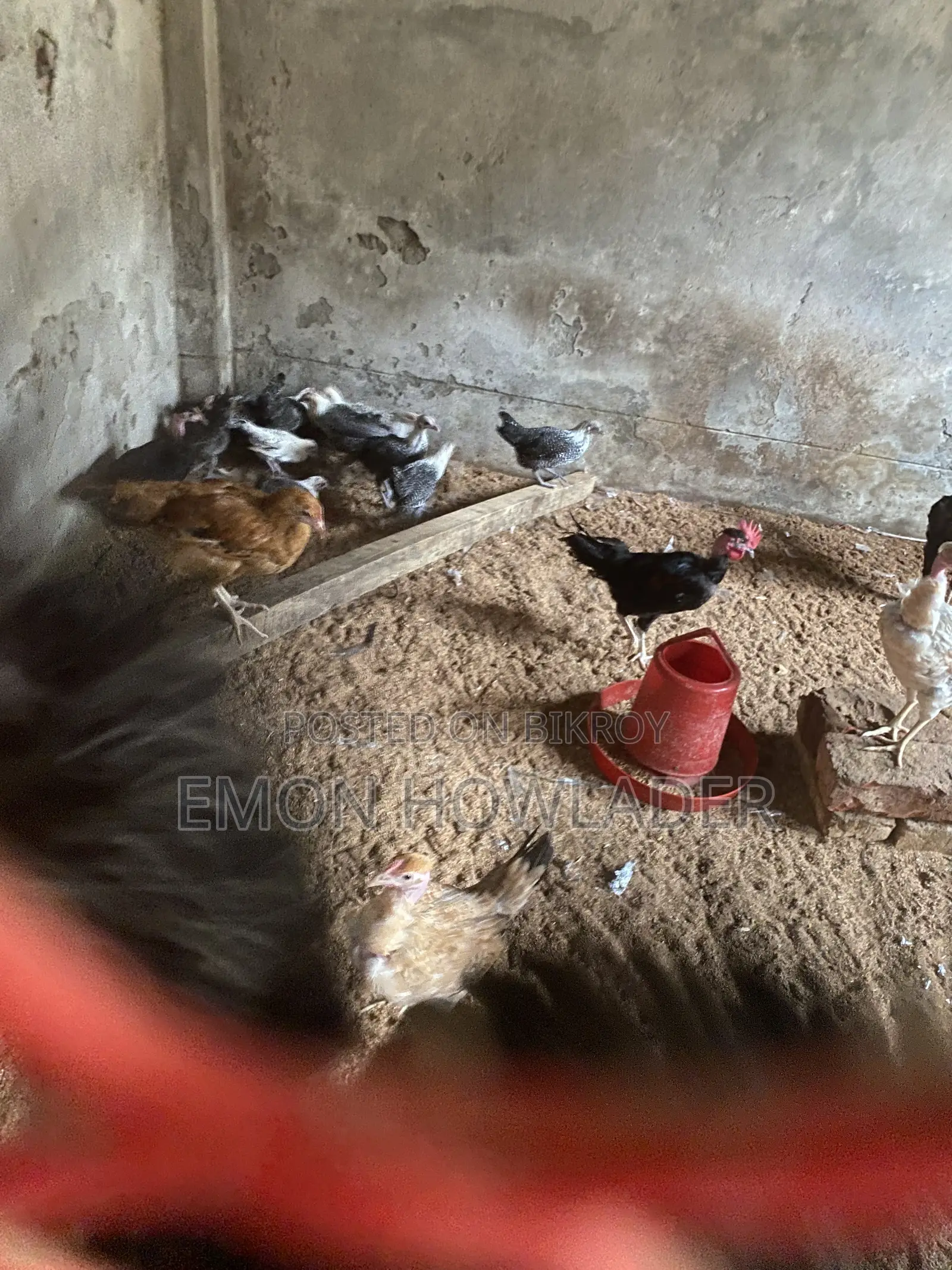 Murgi Sell Kora Hobe
