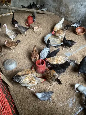 Murgi Sell Kora Hobe