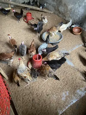 Murgi Sell Kora Hobe