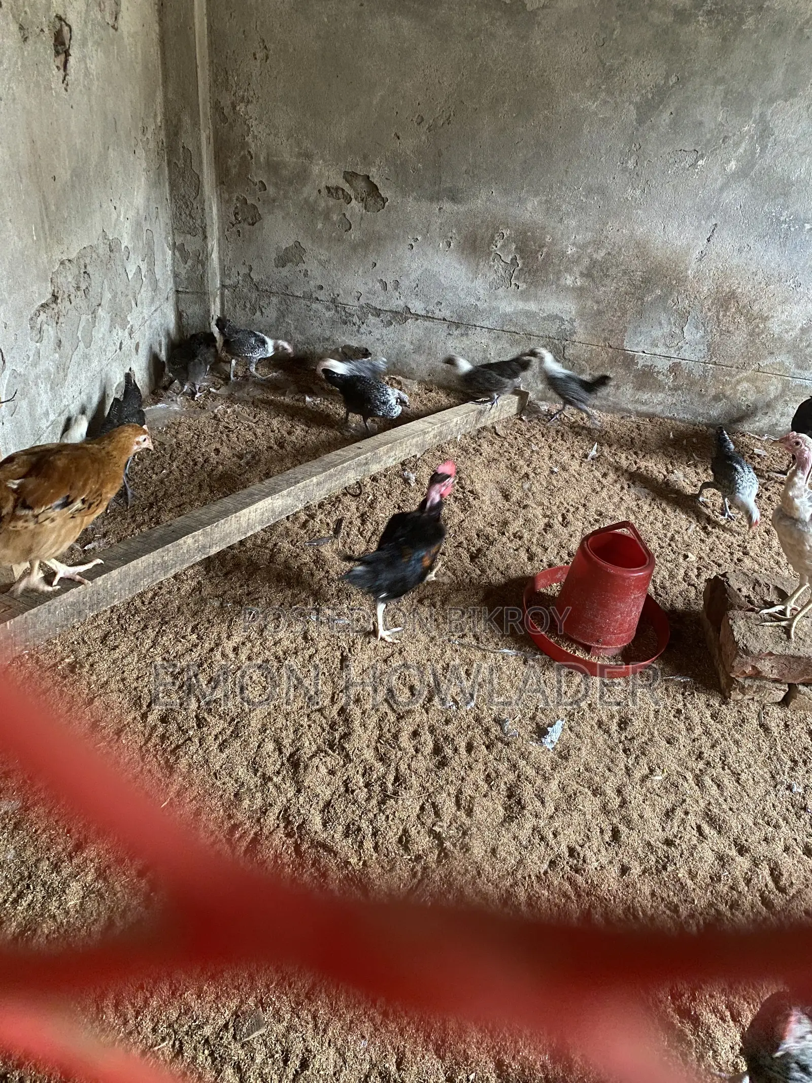 Murgi Sell Kora Hobe