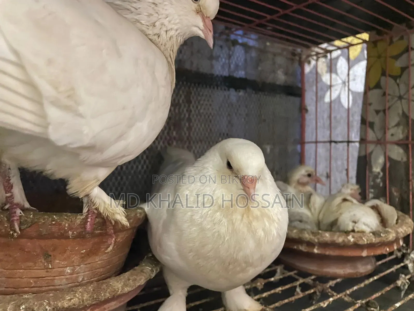 সাদা নর কিং কবুতর বিক্রি হবে।