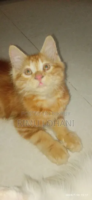 ১-৩ মাসের মেল পিওরব্রেড পার্সিয়ান