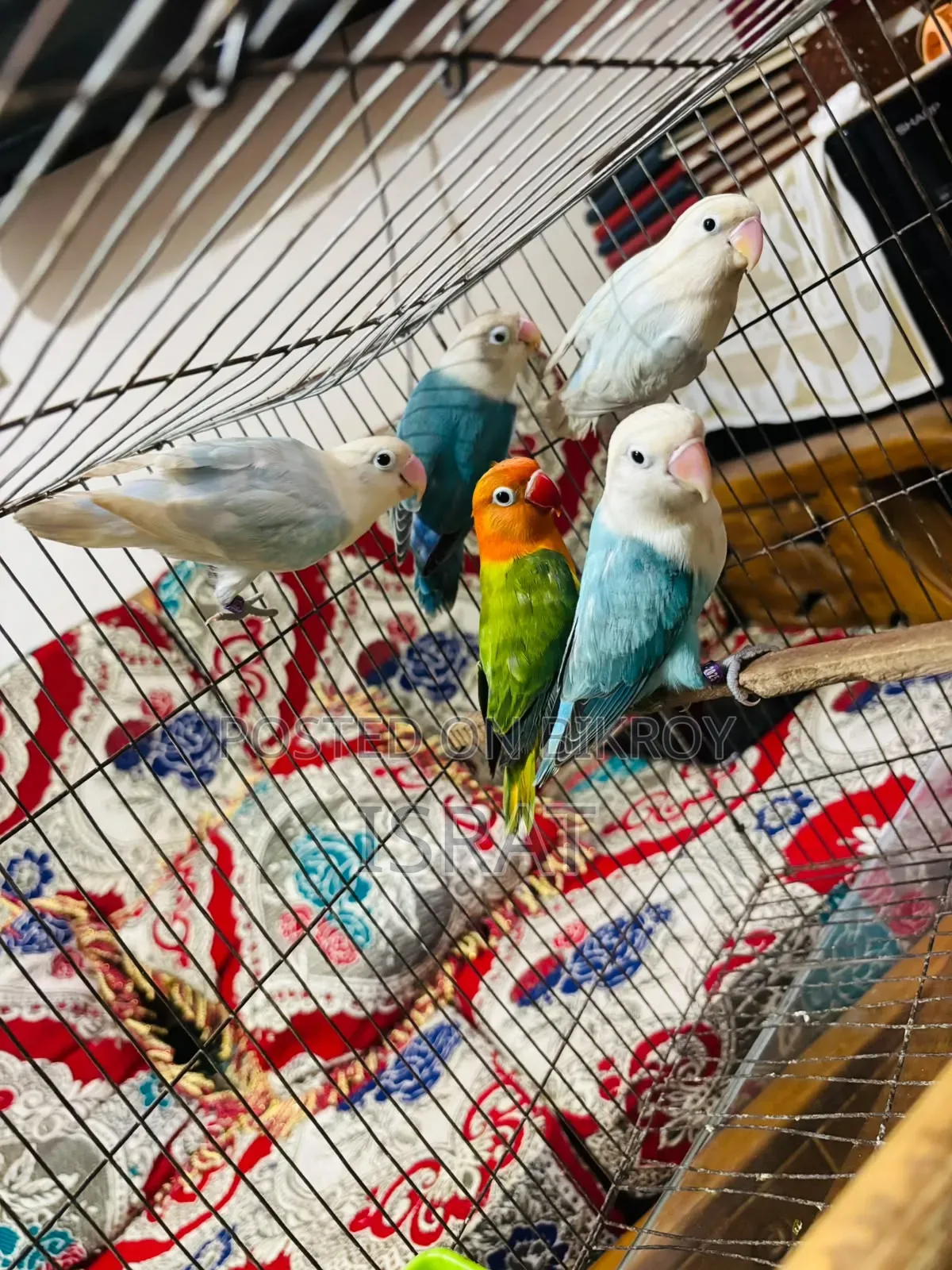 7 Piece Love Bird Pakhi