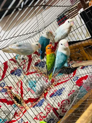 7 Piece Love Bird Pakhi