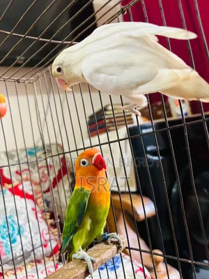 7 Piece Love Bird Pakhi