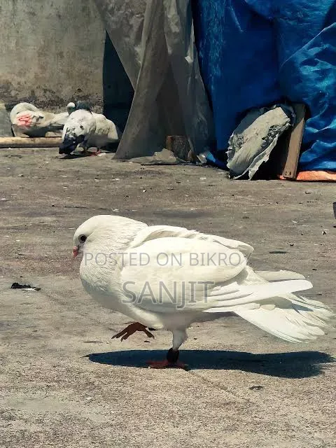 Kagji and Giribaz Pigeons