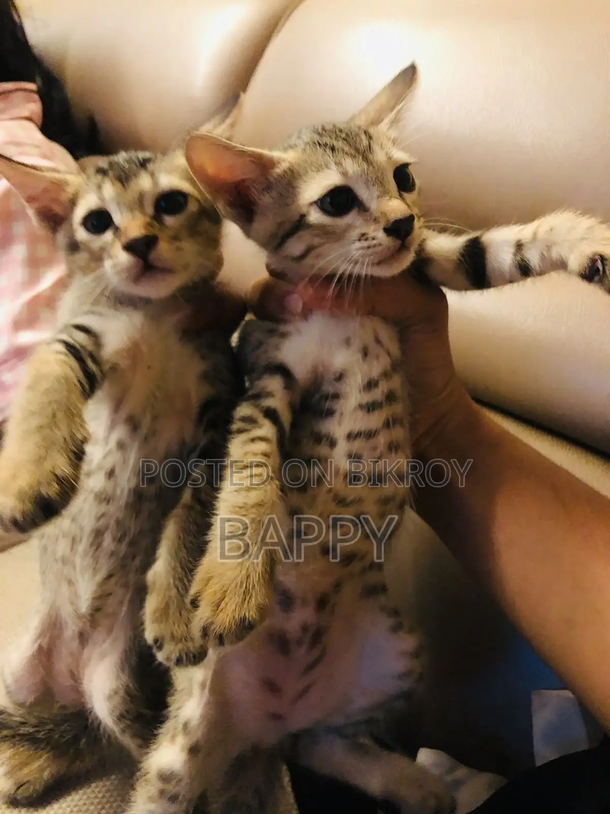1-3 Months Male Mixed Breed Bengal
