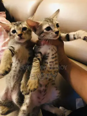1-3 Months Male Mixed Breed Bengal