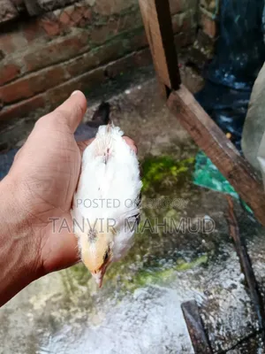 European Quail