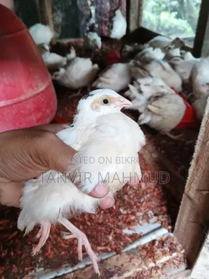 European Quail