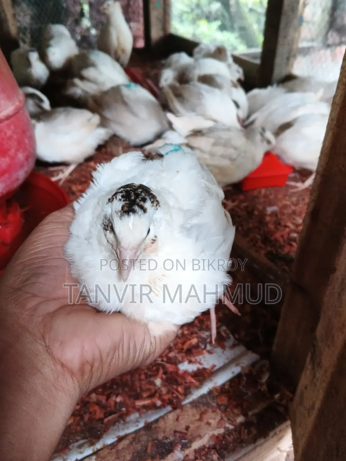European Quail