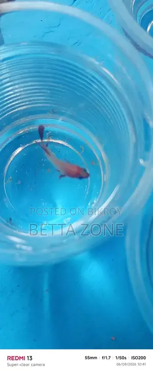 Betta Fish Fry