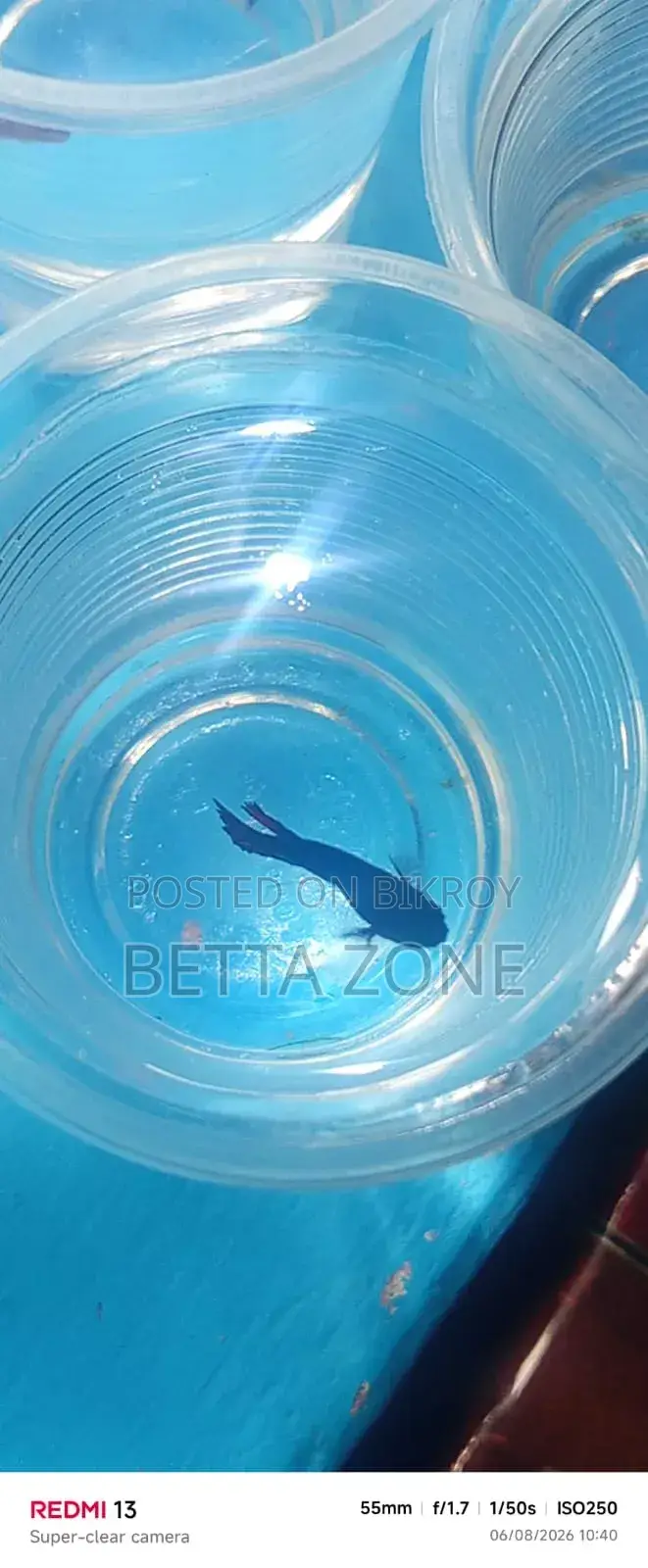 Betta Fish Fry