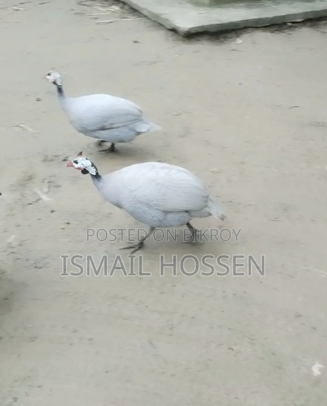 Helmet Guineafowl