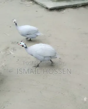 Helmet Guineafowl