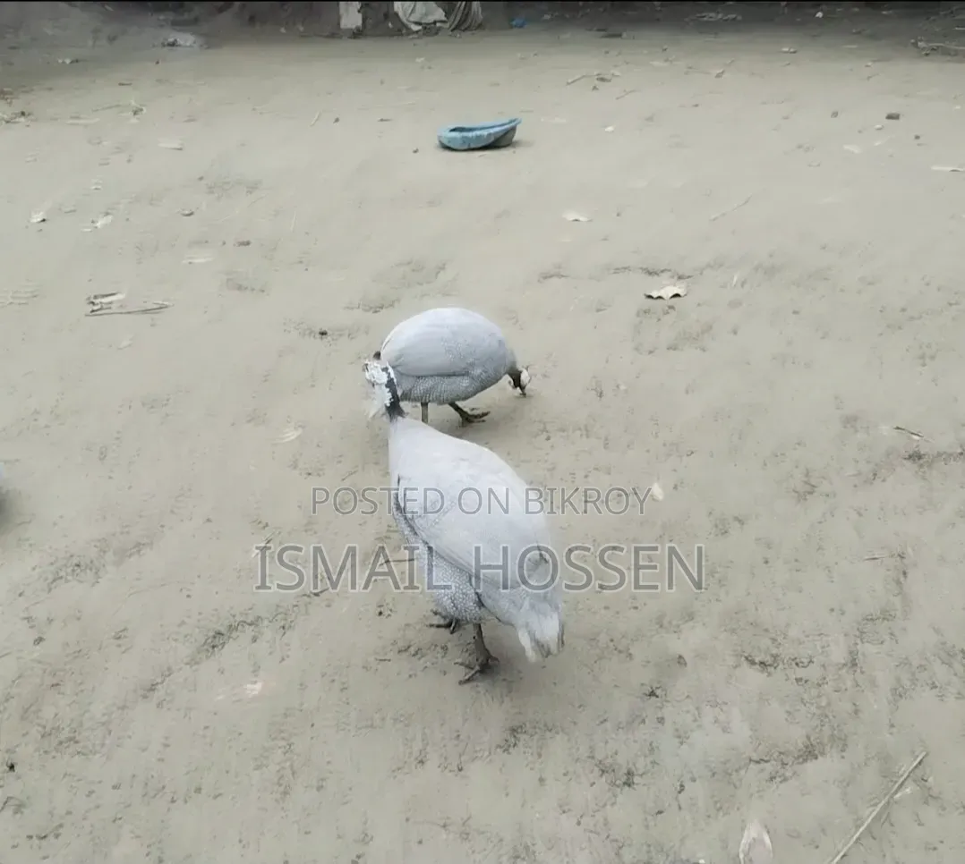 Helmet Guineafowl