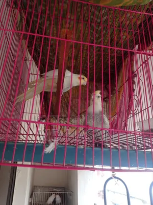 Cockatiel Birds