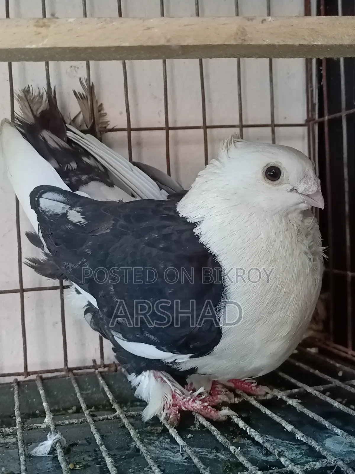 Black Shirt in Pigeon